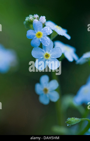 Water forget-me-not (Myosotis palustris, Myosotis scorpioides), blooming, Allemagne Banque D'Images