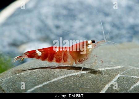 Garnele rouge (Caridina Crystal Super rouge), sur une pierre dans l'aquarium Banque D'Images