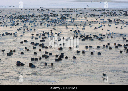 Fuligule morillon (Aythya fuligula), troupeau, assis à marée basse à la plage, Belgique Banque D'Images