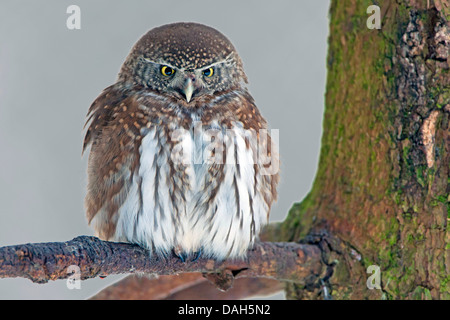 Chouette naine eurasien (Glaucidium passerinum), assis sur une branche, la Finlande Banque D'Images