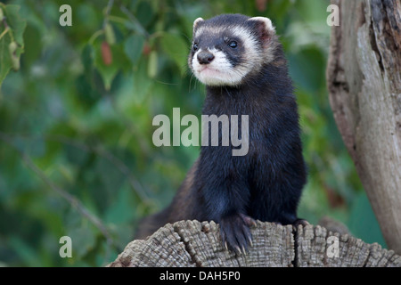 Le putois d'Europe (Mustela putorius), debout sur une souche d'arbre à la remarquer, Belgique Banque D'Images