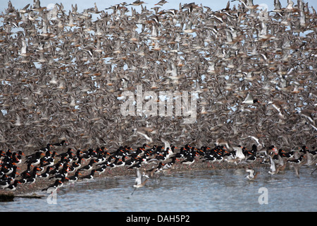 Bécasseau maubèche (Calidris canutus), avec oister catcher, Haematopus ostralegus, à la mer du Nord, Pays-Bas, Terschelling Banque D'Images