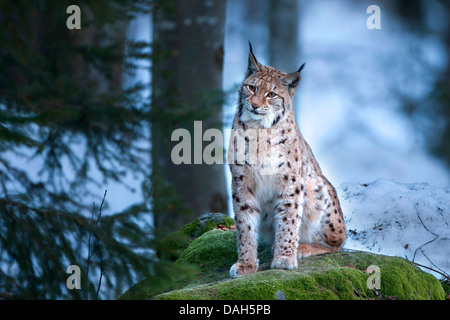 Le lynx eurasien (Lynx lynx), assis sur un rocher dans la forêt moussue, Allemagne, Bavière, Parc National de la Forêt bavaroise Banque D'Images