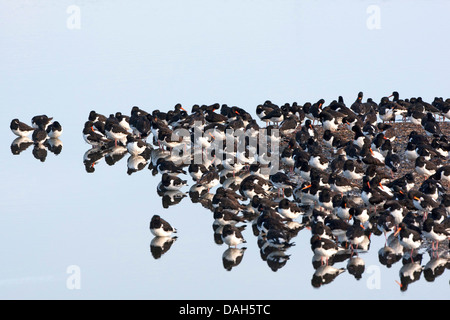 Palaearctic huîtrier pie (Haematopus ostralegus), troupeau au bord de l'eau, Pays-Bas Banque D'Images