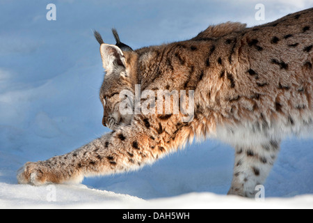 Le lynx eurasien (Lynx lynx), dans la neige, en Allemagne, en Bavière, Parc National de la Forêt bavaroise Banque D'Images