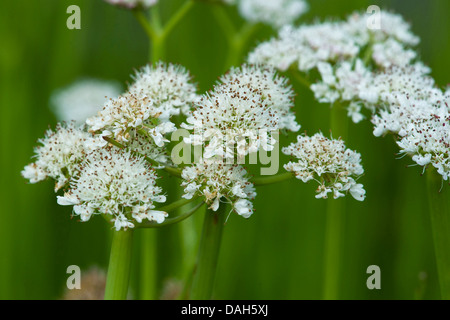 L'eau tubulaire-filipendule vulgaire, de l'eau la livèche (Oenanthe fistulosa), inflorescences, Allemagne Banque D'Images