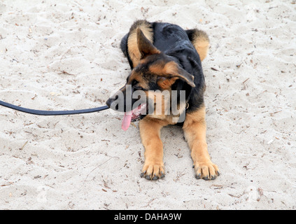 German Shepard se reposant sur le sable à Toronto, Canada Banque D'Images
