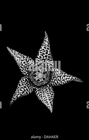 Usine de Starfish, Orbea variegata, dans un jardin à Penonome, province de Cocle, République du Panama. Banque D'Images