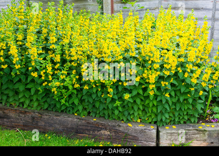 La salicaire Lysimachia vulgaris, le jardin en bordure de jardin bordée de vieux sacs. Banque D'Images