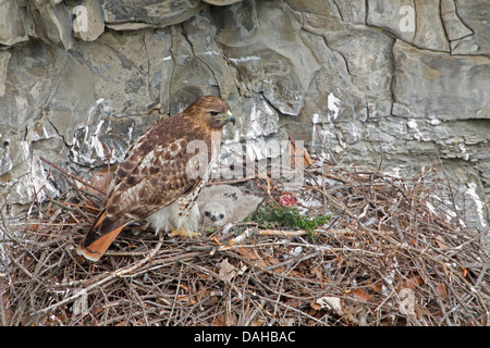 La buse à queue rousse, Buteo jamaicensis, New York, et les jeunes adultes sur son nid Banque D'Images