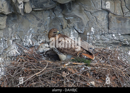 La buse à queue rousse, Buteo jamaicensis, New York, et les jeunes adultes sur son nid Banque D'Images