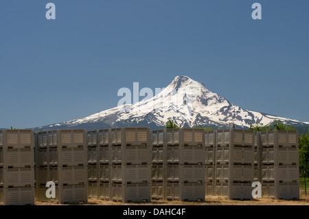 Bacs de stockage de fruits mis en scène dans un verger prêtes pour la récolte. Hood River, Oregon, USA Banque D'Images