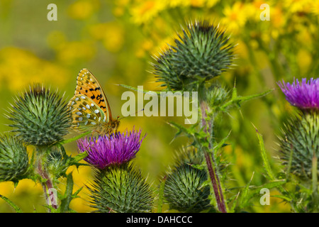 UK Papillon, vert foncé fritillary (Argynnis aglaja) Banque D'Images
