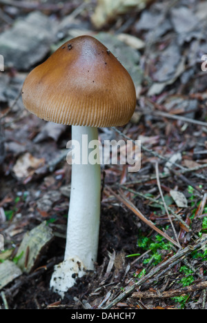 Champignons (Amanita vaginata Grisette) poussant sur le sol de la forêt avec cuvette visible, Charleston Lake Provincial Park, Ontario Banque D'Images