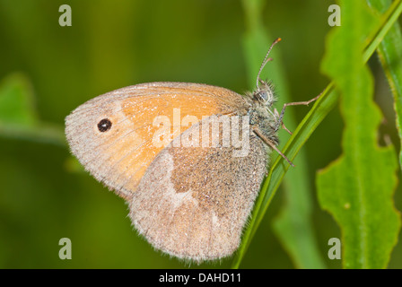 Un papillon commun (Coenonympha tullia) perché sur un brin d'herbe, de conservation Little Cataraqui, Ontario Banque D'Images