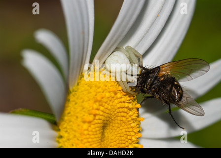 Houghton (Misumena vatia araignée crabe) sur une marguerite blanche tenant sur une abeille, perroquets Bay Conservation Area, Ontario Banque D'Images