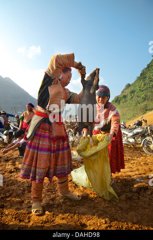 Les femmes Hmong avec pig acheté au marché de Cancau, près de Bac Ha, province de Lao Cai, Vietnam Banque D'Images