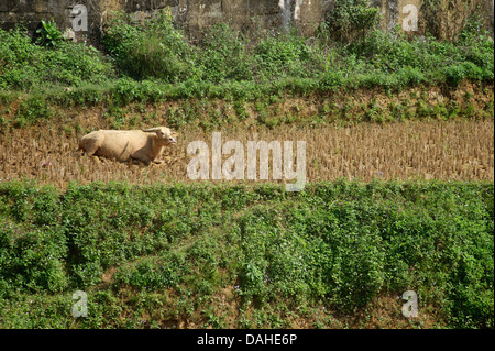 Albino swamp buffalo, Lao Cai Province Vietnam Banque D'Images