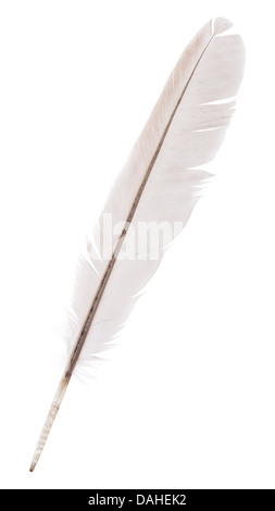 Plume d'oie isolé sur fond blanc Banque D'Images
