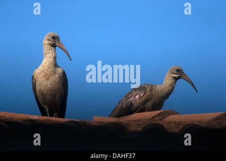 Deux Ibis hagedash sur un toit. Banque D'Images