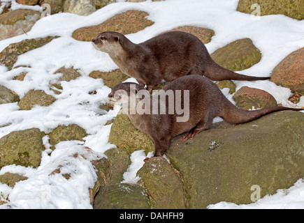 Cendrées Oriental otter / Aonyx cinerea Banque D'Images