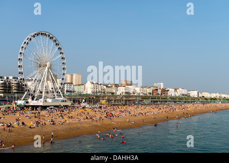 Roue de Brighton et le littoral la plage de Brighton Angleterre Grande-bretagne UK Banque D'Images