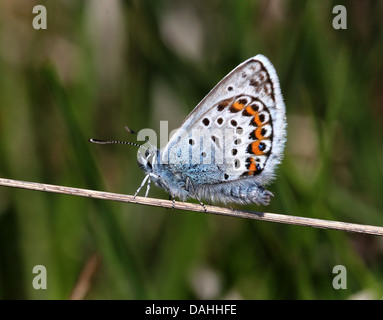 L'Homme papillon bleu constellé d'argent (Plebejus argus) Banque D'Images