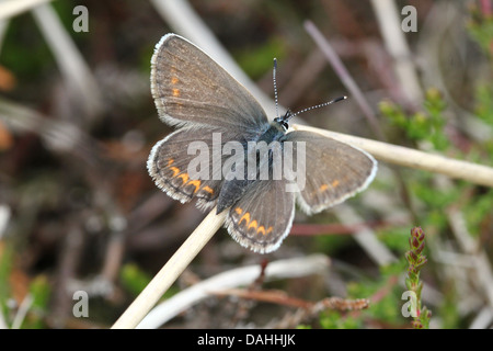 Des papillons bleu cloutés (Plebejus argus) posant avec les ailes ouvertes Banque D'Images