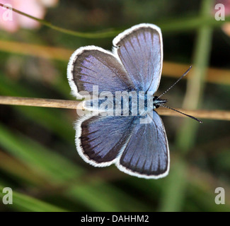 L'Homme papillon bleu constellé d'argent (Plebejus argus) Banque D'Images