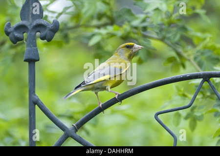 Verdier d'eurasie, Carduelis chloris Banque D'Images