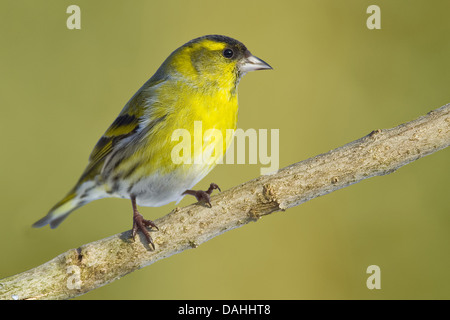 Eurasian siskin Carduelis spinus, Banque D'Images