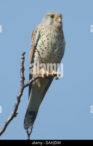 Eurasian kestrel, Falco tinnunculus Banque D'Images