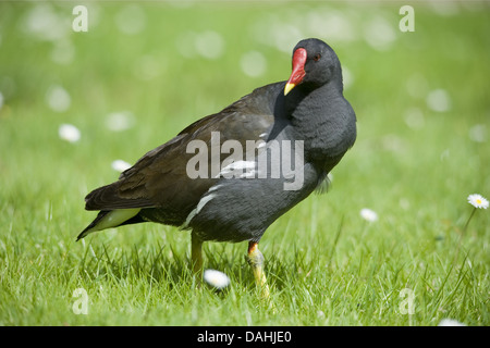 La Gallinule poule-d'eau Gallinula chloropus, Banque D'Images