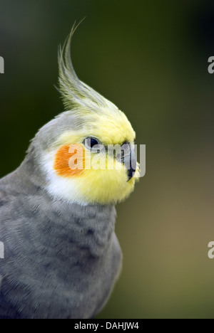 Cockatiel nymphicus hollandicus, Banque D'Images