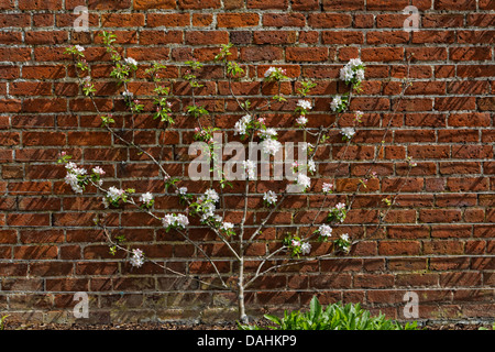 L'espalier pommier en fleurs fan formés contre mur Banque D'Images