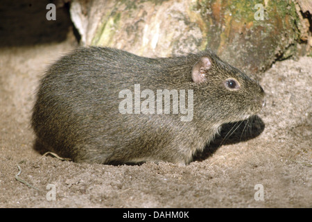 Cobaye brésilien, Cavia aperea Banque D'Images