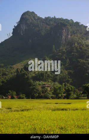 Les champs de riz dans Ban Cam village, Lac de Ba Be, Vietnam Banque D'Images