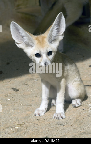 Fennec fennecus zerda, fox Banque D'Images