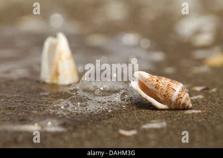 Coquille conique. Coquille d'un escargot cône Méditerranéen (Conus ventricosus) sur la plage. Banque D'Images