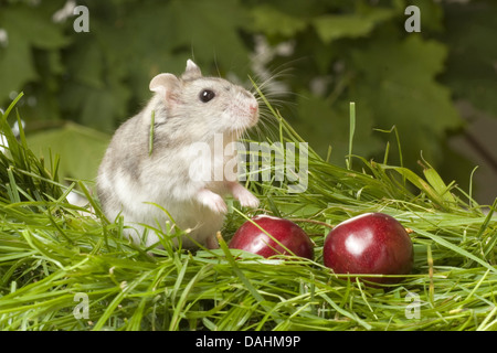 Hamster djungarian, Phodopus sungorus Banque D'Images