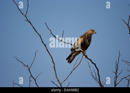 Buse variable sur une journée l'hiver les montagnes Strandja village rural aime la chasse sur terre ouverte Banque D'Images