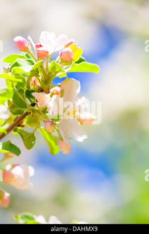 Libre de belles fleurs de pommier dans la saison du printemps. Banque D'Images