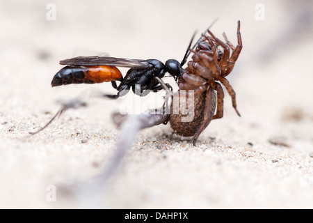 Spider Hunting Wasp - Priocnemis perturbator Banque D'Images