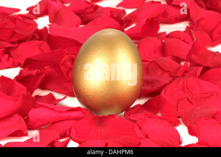 Golden Egg à pétales rouges en fond blanc Banque D'Images