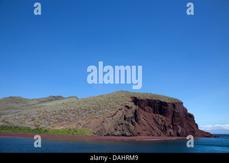 Palo Santo (Bursera graveolens) arbres qui poussent sur le dépôt de scories dans la falaise rouge érodée de l'île de Rabida, îles Galapagos Banque D'Images