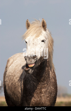 Cheval Camargue horse making funny face Banque D'Images