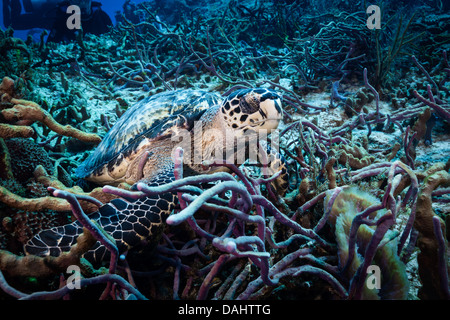Tortue de mer sur l'océan au large de Cozumel, au Mexique. Banque D'Images