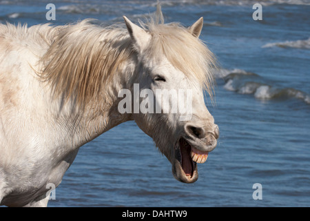 La Camargue bâille sur la côte de la mer Méditerranée dans le sud de la France Banque D'Images