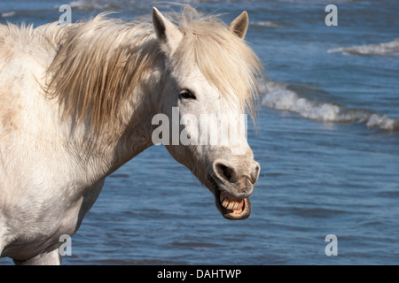 Camargue cheval faisant le visage drôle, montrant des dents. France Banque D'Images