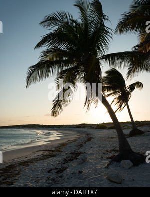 Palmiers au coucher du soleil sur une plage à Cozumel, Mexique. Banque D'Images